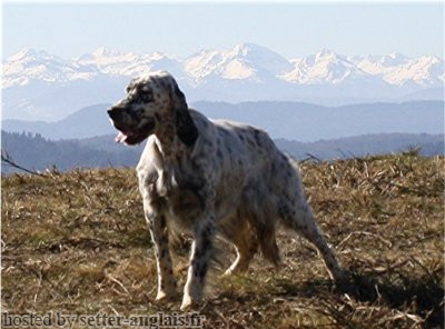 Setter Anglais BOZZY DU MILOBRE DE BOUISSE Setter Anglais BOZZY DU MILOBRE DE BOUISSE